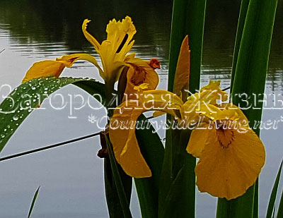 Iris infloreste cactus galben