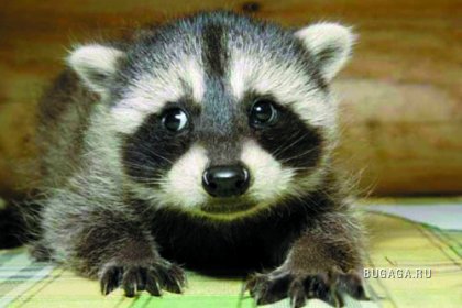 Exclusiv Raccoon Post