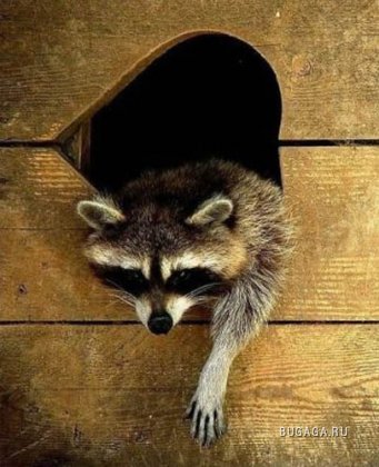 Exclusiv Raccoon Post