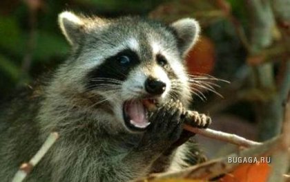 Exclusiv Raccoon Post