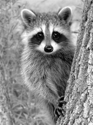 Exclusiv Raccoon Post