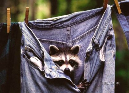 Exclusiv Raccoon Post