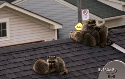 Exclusiv Raccoon Post