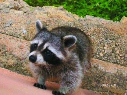 Exclusiv Raccoon Post