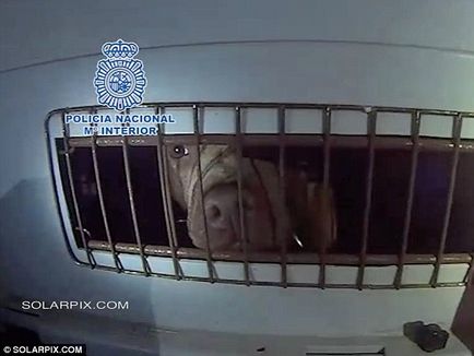 Poliția spaniolă a salvat mai mult de 200 de câini de la un club de lupte subterane