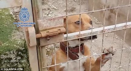 Іспанська поліція визволила понад 200 собак з підпільного бійцівського клубу
