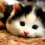 Ivan Bunin, o pisica in urzici - kototeka - cel mai interesant lucru despre lumea pisicilor