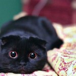 Ivan Bunin, o pisica in urzici - kototeka - cel mai interesant lucru despre lumea pisicilor