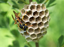 De ce viespi își construiesc enciclopedia copiilor lor