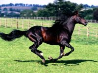 Cal cald, cal Kabardian, cal de rasă, rasă de luptă, forță fizică