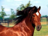Кабардинская кінь, кабардинська кінь, черкеська порода коня, бойова порода, фізична сила