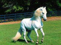 Cal cald, cal Kabardian, cal de rasă, rasă de luptă, forță fizică