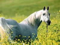 Кабардинская кінь, кабардинська кінь, черкеська порода коня, бойова порода, фізична сила