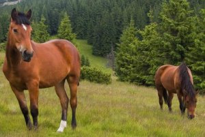 Caracteristicile calului kabardian de rasă și îngrijire - portal agricol