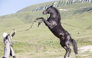 Кабардинская кінь особливості породи і догляд - cельхозпортал