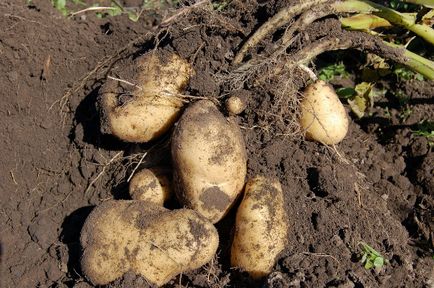 Як боротися з проволочником на картоплі