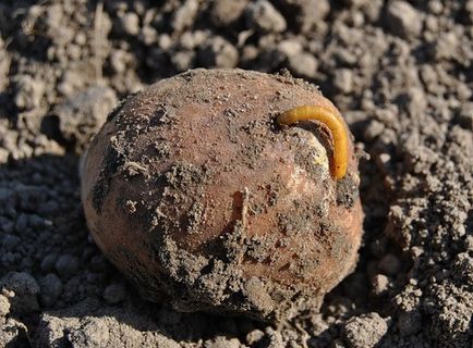 Hogyan kell kezelni a drótféreg burgonya