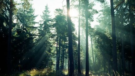 Cum se obține un efect de film pe o fotografie folosind curbele