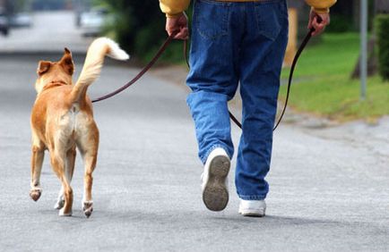 Cât durează să te plimbi cu un câine