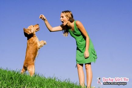 Як дресирувати собаку правила дресирування цуценяти і дорослого собаки
