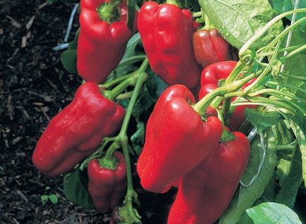 Hogyan alkotnak édes paprika