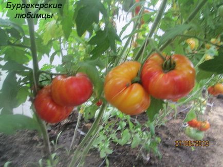 Які найсолодші сорти помідорів