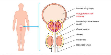 Cum se trateaza prostatita