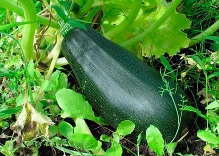 Як краще посадити кабачки - по-старому або за сучасними технологіями секрети садівників
