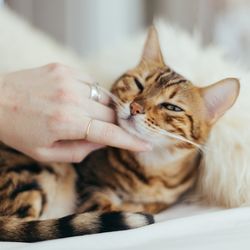 Cum să înveți un copil să aibă grijă de o pisică (pisică) - totul despre pisici și pisici cu dragoste