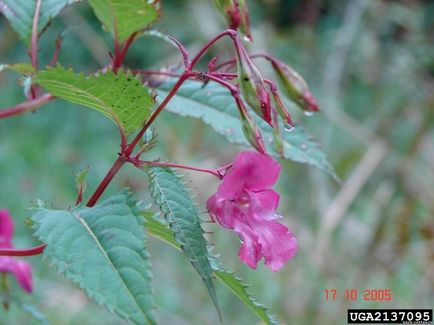 Care este numele acestei plante, numit popular miracol