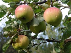 Cum să actualizați un vechi pom de fructe - un grădinar de ziare - ediție online