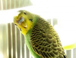 Cum de a determina vârsta de un budgie, papagalii ondulat, animale de companie