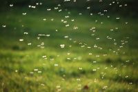 Hogyan elriasztani a szúnyogokat segítségével népi jogorvoslat, az örök kérdés, kérdés-válasz, érveket és tényeket