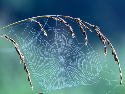 Hogyan húzza a web pókok a fák