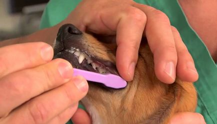 Як почистити зуби собаці в домашніх умовах, все про собак