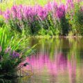 Hogyan készüljünk fel a téli Astilbe - termékenyítő és vágás (telepítési termesztés ellátás) Hogyan készüljünk fel a téli Astilbe - termékenyítő és metszési