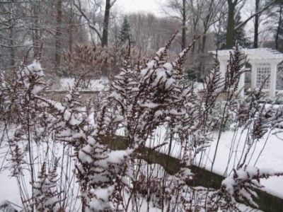 Hogyan készüljünk fel a téli Astilbe - termékenyítő és metszési