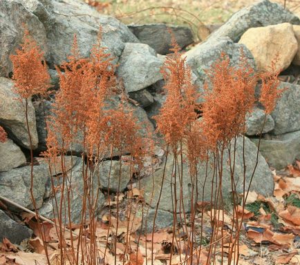 Hogyan készüljünk fel a téli Astilbe - termékenyítő és metszési