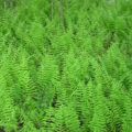 Hogyan készüljünk fel a téli Astilba - etetés és vágás (Astilbe) Hogyan készüljünk fel a téli Astilbe - termékenyítő és metszési