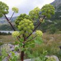 Hogyan készüljünk fel a téli Astilbe - termékenyítő és metszési