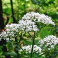 Hogyan készüljünk fel a téli Astilbe - termékenyítő és metszési (száraz levelek a tetején) Hogyan készüljünk fel a téli Astilbe - termékenyítő és metszési
