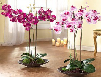 Cum de apă de orhidee la domiciliu metode de udare, principalii parametri de apă