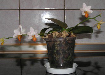 Cum de apă de orhidee la domiciliu metode de udare, principalii parametri de apă