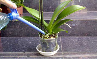 Hogyan víz orchidea otthon öntözés technika, az alapvető paramétereket a víz