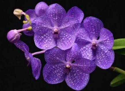 Як поливати орхідею в домашніх умовах - правила, поради і рекомендації