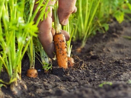 Cum să plantezi morcovi acasă - grădină, grădină