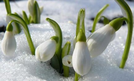 Cum să planteze primroses - florile nu se tem de îngheț - grădină și grădină