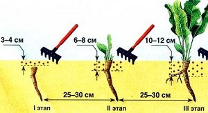 Cum să plantați hrean, astfel încât să nu trebuiască să scăpați de hrean