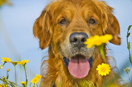 Hogyan mosson dog (tisztítás) Hogyan mosson kutya