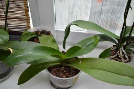 Як правильно поливати орхідею в домашніх умовах